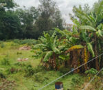 Garden City Estate - Image 5