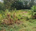 Garden City Estate - Image 7